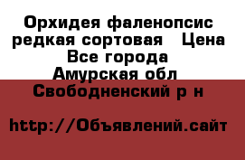 Орхидея фаленопсис редкая сортовая › Цена ­ 800 - Все города  »    . Амурская обл.,Свободненский р-н